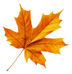 Fototapeta premium Bright autumn leaf on white background isolated on transparent background