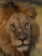 close up of lion