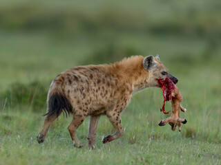spotted hyena in the savannah
