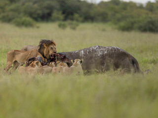 lions in masai mara 