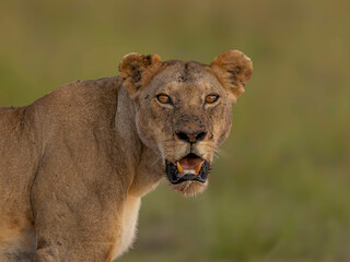 potrait of lion