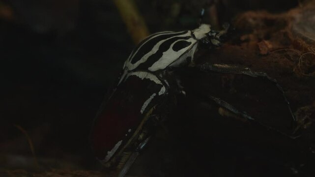 Goliath Beetle Crawling on a Log