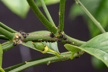 Sap sucking Scale insects attack a Lemon Tree