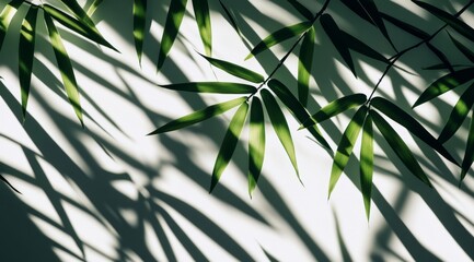 Lush green bamboo leaves and shadows cast on a light background.