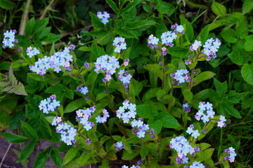 Naklejka premium The blue flowers forget-me-not plant.