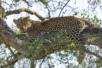 leopard in the tree