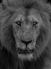 portrait of a lion