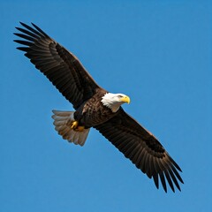 Naklejka premium bald eagle in flight
