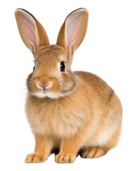 Fototapeta premium PNG Rabbit sit rodent mammal animal.