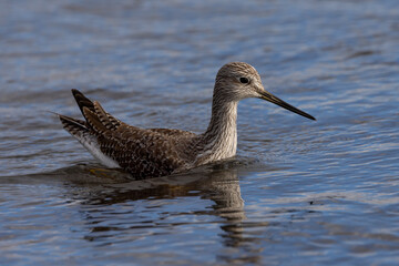 Very close view of a Short-billed dowitcher, seen  in a North California marsh