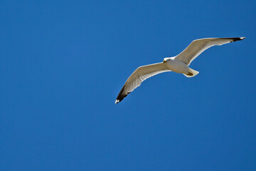 Mittelmeermöwe // Yellow-legged gull (Larus michahellis) - Griechenland
