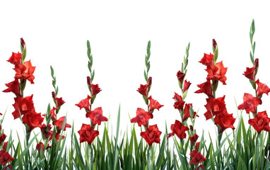 PNG Vibrant red gladiolus flowers