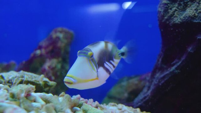 Fish Painted Triggerfish Rhinecanthus aculeatus in search of food feeding on the bottom.