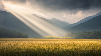 Obraz premium Dramatic Thunderclouds Over a Golden Rice Field Mountain Landscape Nature Photography Serene Environment Aerial View