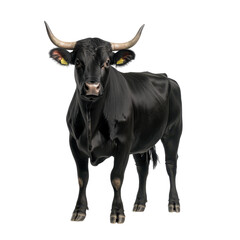 A majestic black bull standing proudly.. transparent background
