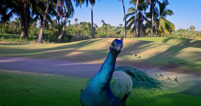Peacock bird with fanned open tail, colorful peacock feathers eyes pattern walking on tropical golf course