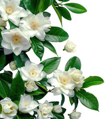 Obraz premium PNG Elegant white floral background