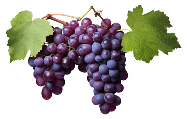 PNG Grape vine grapes purple fruit.