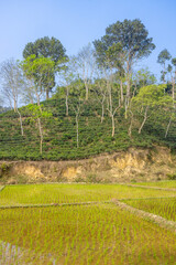 The lush gardens of North Bangladesh called Sylhet with the tea gardens and tea plantation