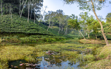 The lush gardens of North Bangladesh called Sylhet with the tea gardens and tea plantation