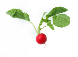 ラディシュ　野菜