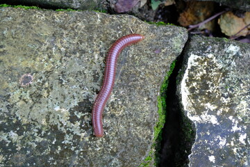 Close-Up of a Brown Millipede on a Mossy Rock Surface in Natural Habitat
