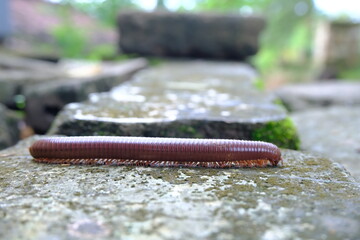 Close-Up of a Brown Millipede Crawling on Wet Stone Surface in Natural Outdoor Setting