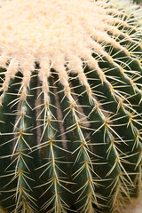 Fototapeta premium botanical close up background of big cactus