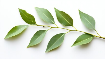 Eucalyptus green leaves on a white background , Eucalyptus, green, leaves, foliage, nature, botanical, plant, fresh, vibrant