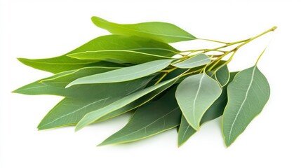 Obraz premium Eucalyptus green leaves on a white background , Eucalyptus, green, leaves, foliage, nature, botanical, plant, fresh, vibrant