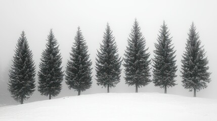 Fototapeta premium Eight Pines in Winter Fog: A Serene Winter Landscape