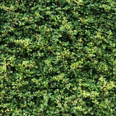 Dense and Lush Green Leafy Background Filled with Various Shades of Fresh Foliage for Nature Inspired Themes