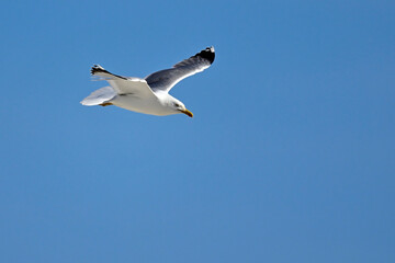 Mittelmeermöwe // Yellow-legged gull (Larus michahellis) - Griechenland