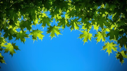 Vibrant green leaf under a bright sunny sky, providing a refreshing backdrop for nature designs and ample room for custom text or graphics.