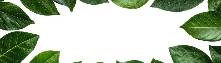 Obraz premium Lush green leaves frame a dark background. transparent background