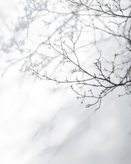Bare branches cast shadows on a bright, white background.