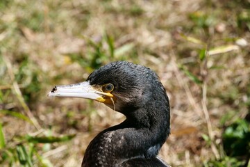 くちばしの折れたカワウ