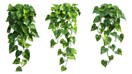 Obraz premium green leaves isolated on transparent white background, clipping path