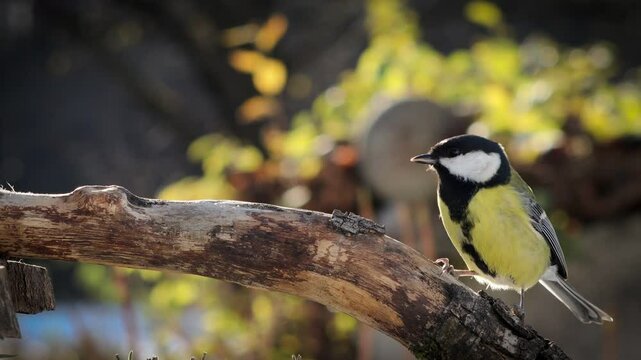 great tit on branch