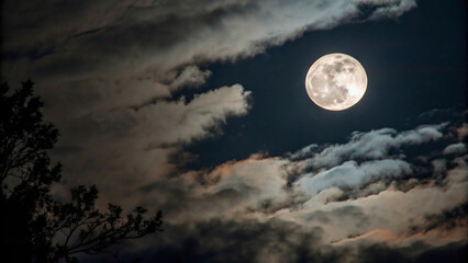 Fototapeta premium full moon in the night