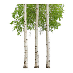 Fototapeta premium Three birch trees with fresh green leaves. transparent background