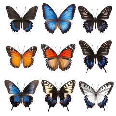 Vibrant butterflies showcasing colorful patterns. transparent background