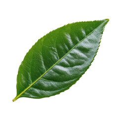 Obraz premium Vibrant green leaf with rich texture. transparent background