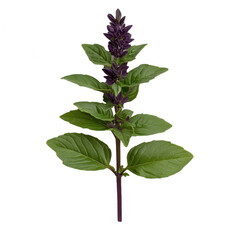 Vibrant purple basil plant with green leaves. transparent background