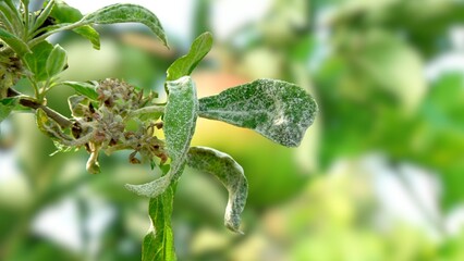 Powdery mildew, podoshpaera leucotricha on an apple tree. Apple leaves infected and damaged by fungus disease  © Osada