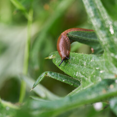 spanische Wegschnecke, Arion vulgaris auf dem Blatt einer Pflanze im Sommer
