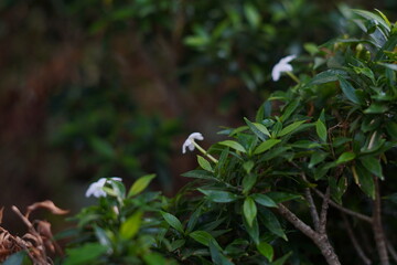 Small white flowers with a blurred ground background