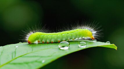 Fototapeta premium Insects, green leaves, water droplets, morning, scenery, dream, background, template