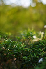 Foliage with small white flowers exposed to sunlight on a blurred background