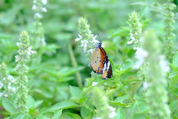 Detailed Close-Up of a Butterfly on White Flowers in a Lush Green Garden with Natural Ecosystem